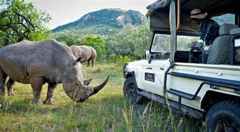 Safari .